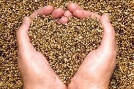 hempseed in closed hand in shape of heart