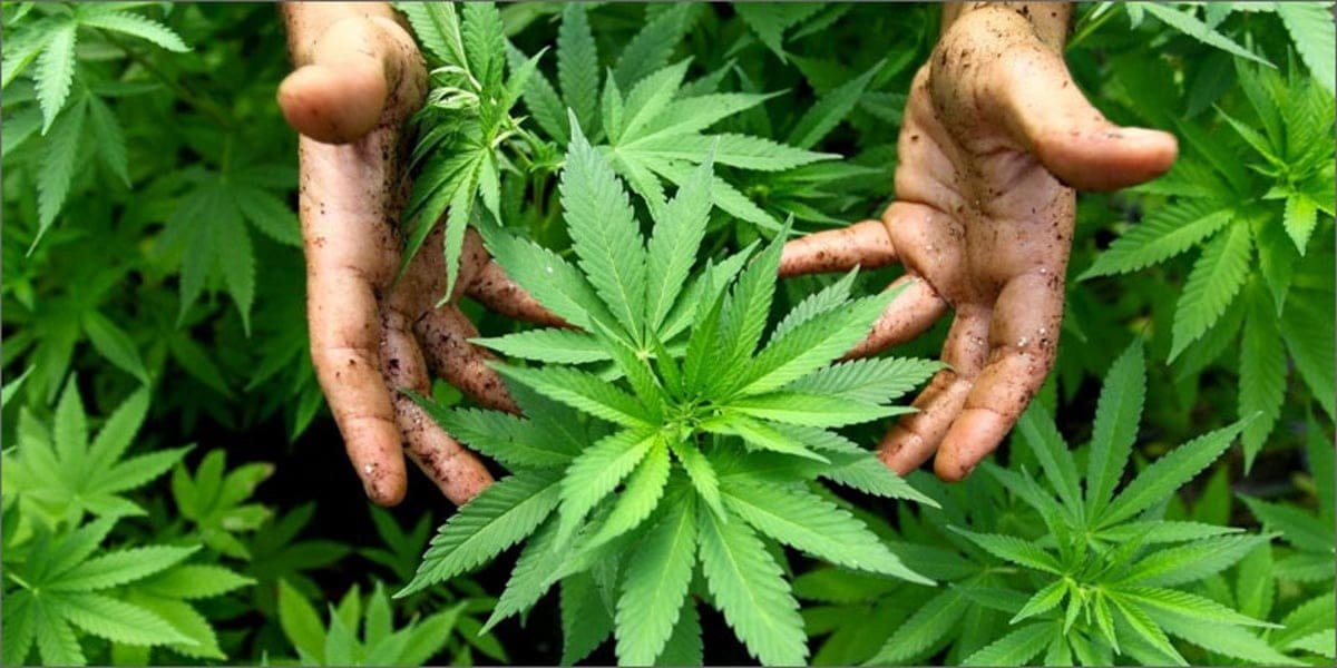 hemp plant between hands