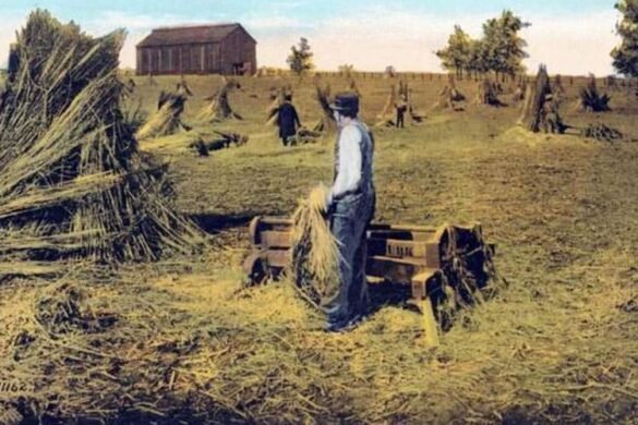 boy harvesting hemp in the field