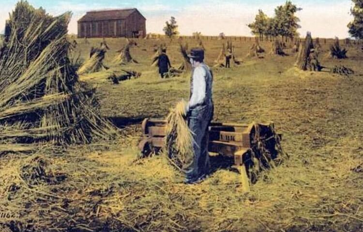 boy harvesting hemp by hand