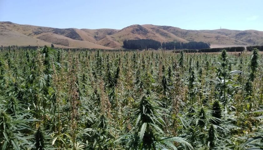 Field of hempseed oil hemp plants on a South Island farm