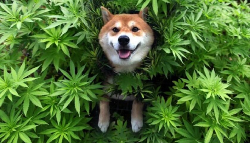 Dog benefit of Hemp Seed 