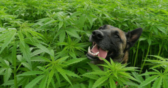 Happy dog in a field of hemp plants