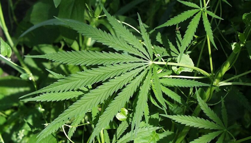 hemp leaf in the field