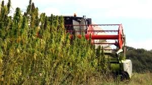 harvesting of the hemp plant