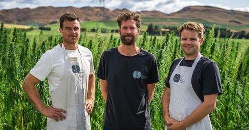 Picture of The Brothers Green in their hemp field