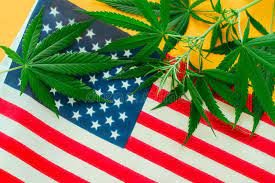 US flag with marijuana plant leaves
