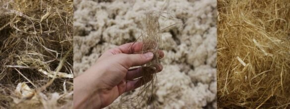 NZ Natural Fibres hemp decortication