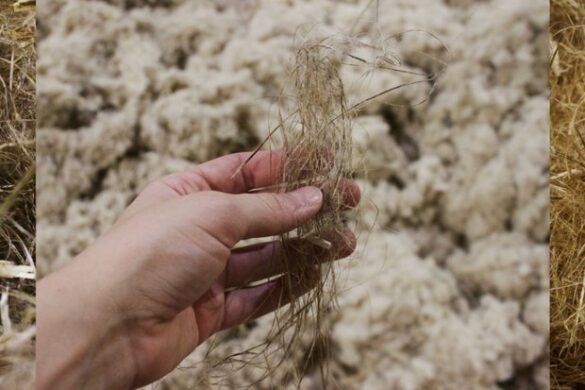 NZ Natural Fibres hemp decortication