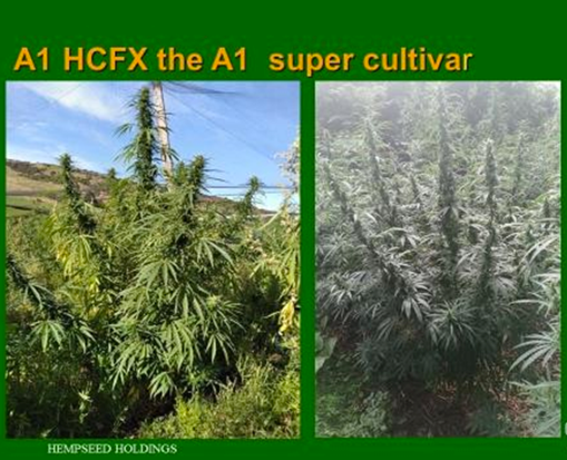 A1 HCFX cultivar in the field