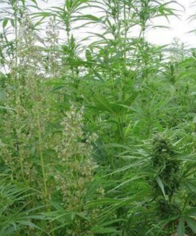 Aotearoa1 hemp cultivar in the field