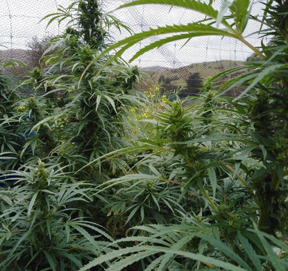 Hemp flourishing under cover