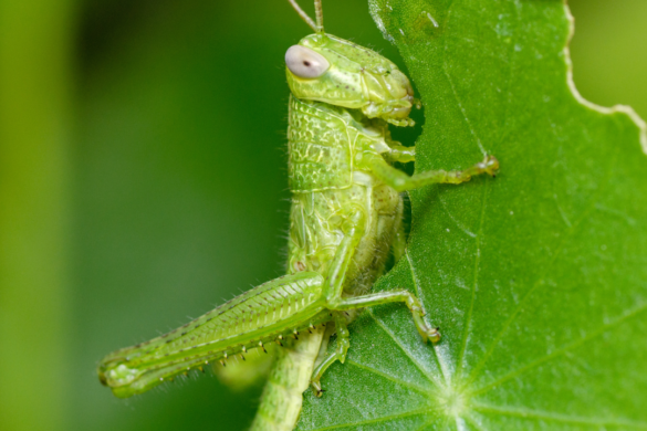 grasshopper eating leaf