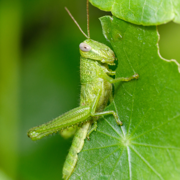 grasshopper eating leaf
